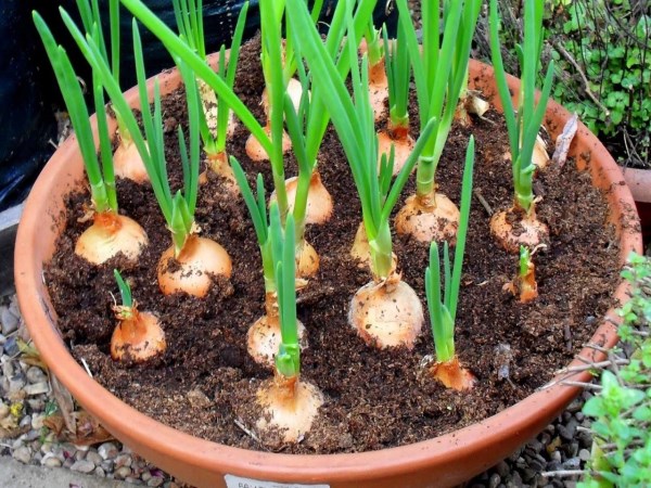 What is needed to grow onion at home?