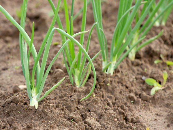 This is the way to control this pest that attacks a small onion ...