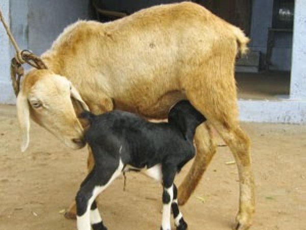 Here are some of the best ways to feed feeding lamb ...