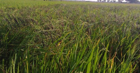 Here are the natural ways to control the pest in the rice ...