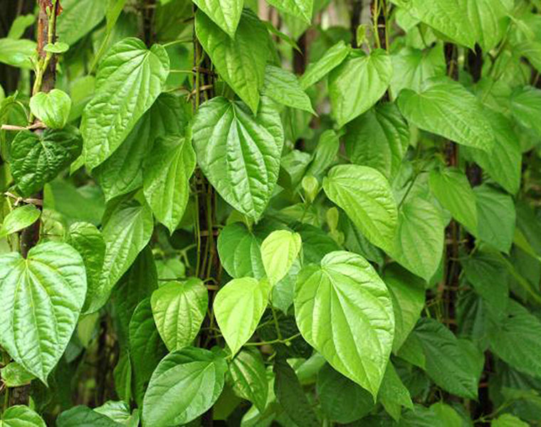 Betel Production Down For Flood in Haveri District