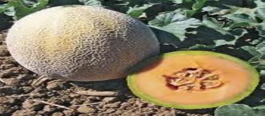 how to-harvestable-yield-cantaloup-available-in-120-day