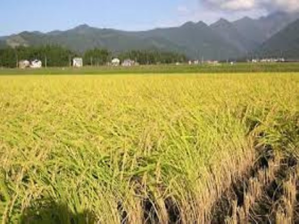 These are the best ways to control the disease in paddy cultivation.