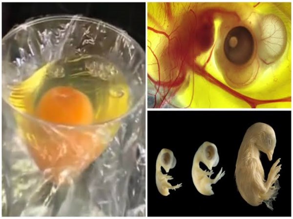 carbohydrate and color in egg