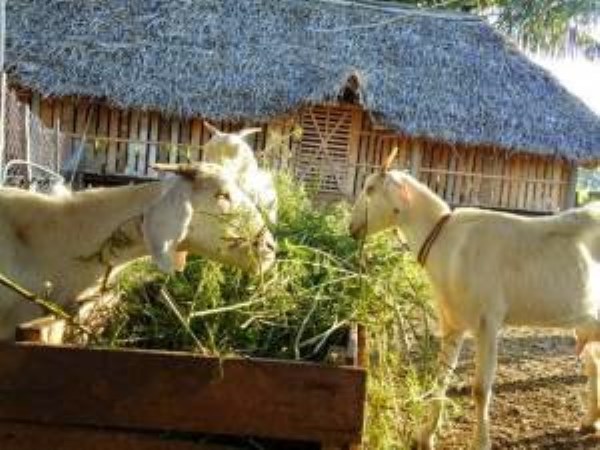 Feeding the feeding of the sheep is an art. Know how to read