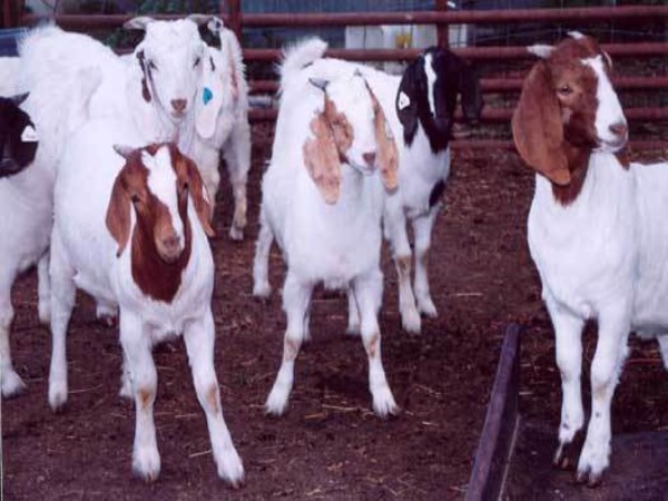 Other types of feed management can also be done for goats. How?