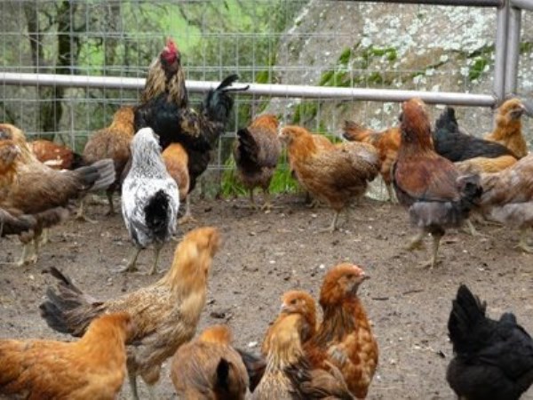 The method of cultivating chicken in partial intensive system