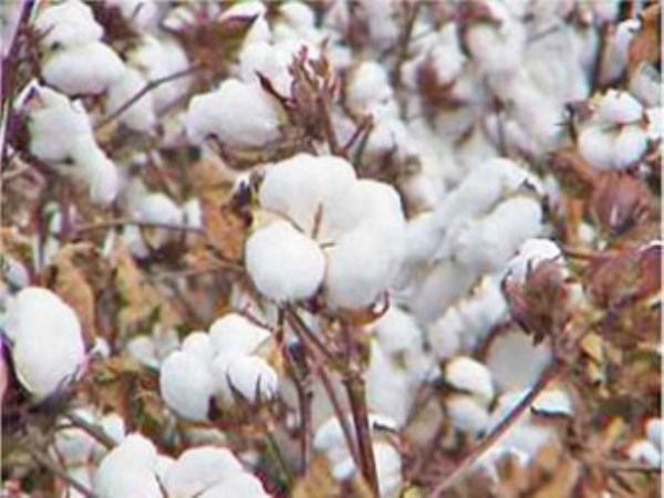 Seed treatment and weed management in cotton