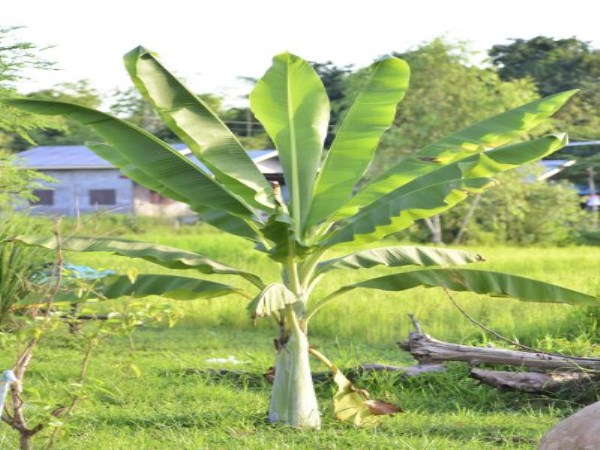 These are the ways to save bananas from the cart.