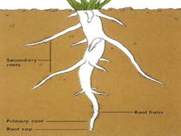 Root Contamination Function Developing and Using Method ...