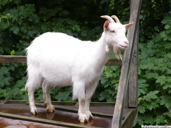 Different types of foreign white goats