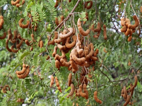 Easily improve the tamarind cultivation in nature