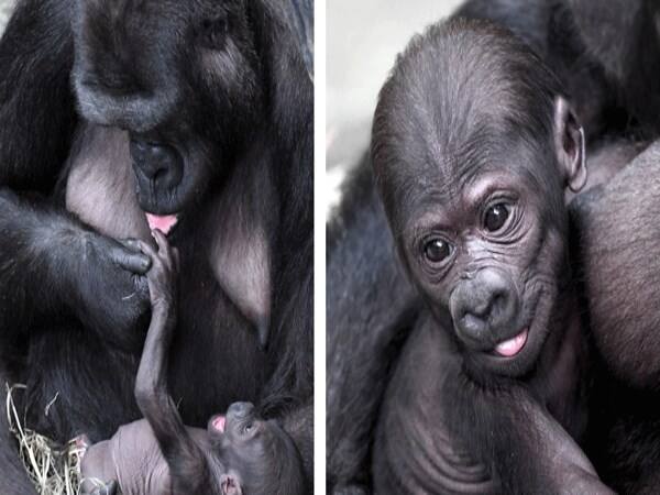 Newest gorilla at Brookfield Zoo in Illinois gets name