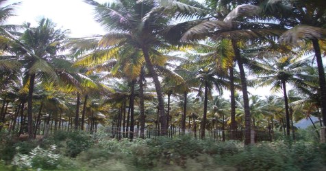 Some tips to control weeds in coconut