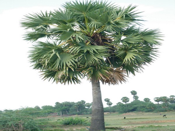 How many varieties are there in the palm tree?