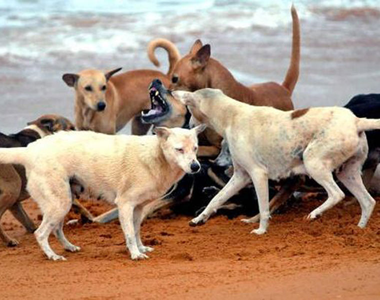 street Dog exhibition in udupi