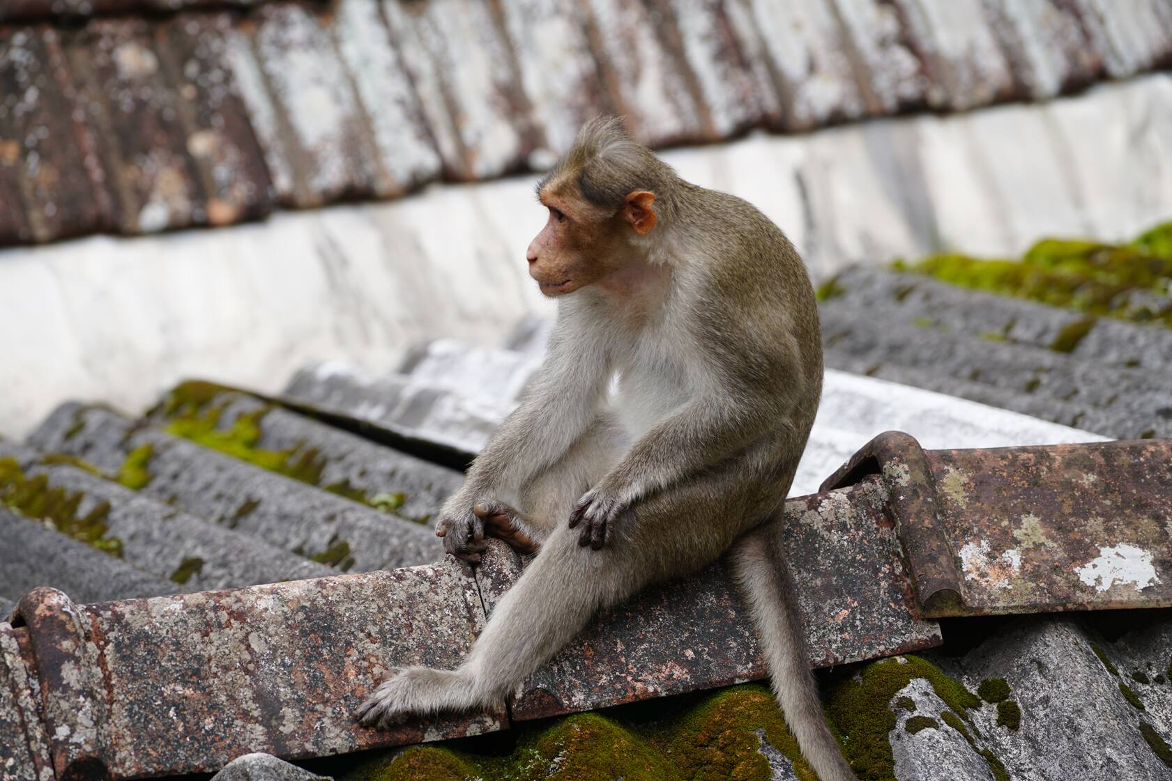 3 years jail punishment given to a lady due to she disturbed a monkey in egypt