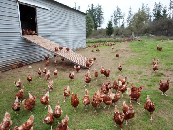 Natural poultry farming is what you need. Read to read ...