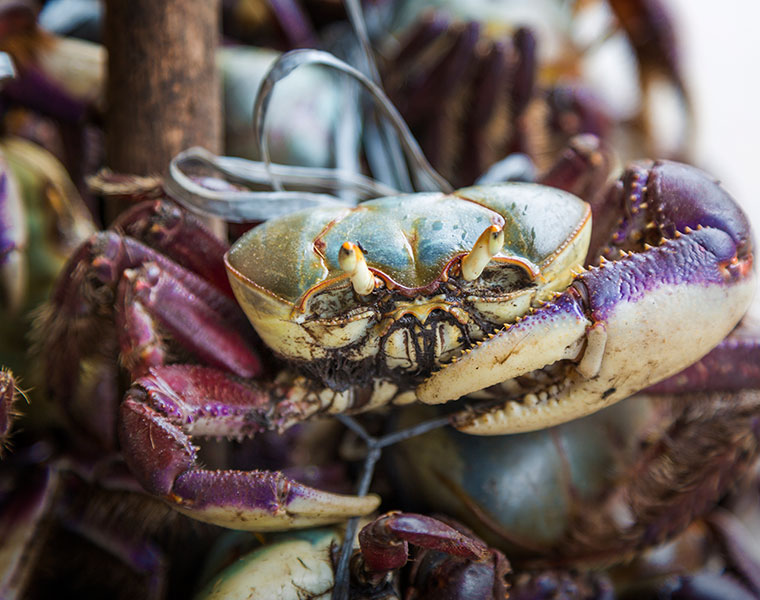 A live crab eats ingredients while being cooked in a pan