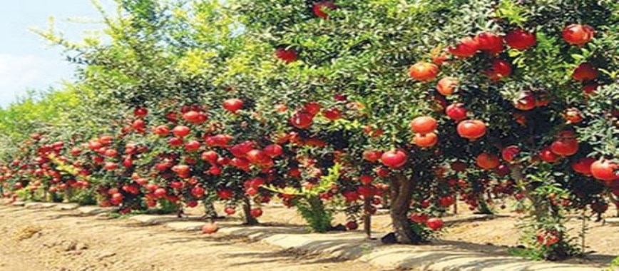 pomegranate 20-a-year---to-yield-25-tons-what-to-do