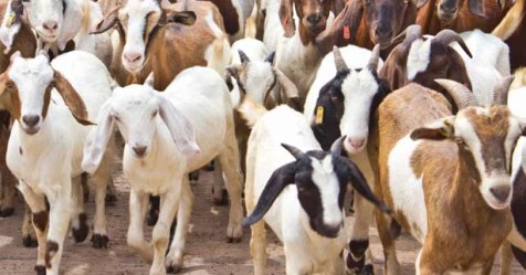 disease and-prevention-of-bacteria-for-goats