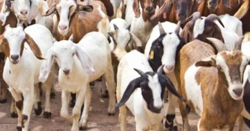 कुर्बानी के लिए तैयार हैं बाहुबली, दबंग, सुल्तान और सलमान