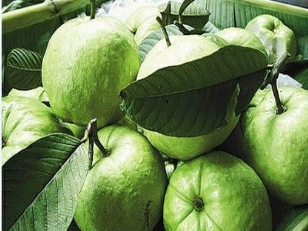 Guava cultivation is best for low yields of low kaalaththil ......