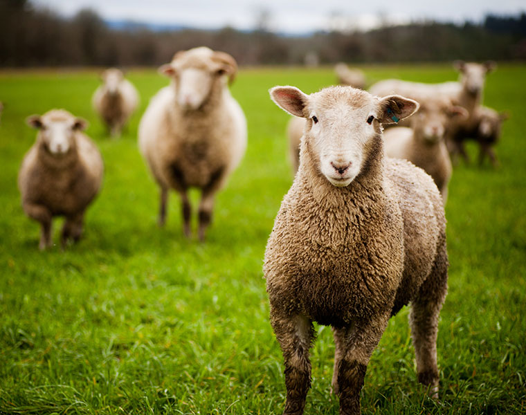 rare sheep breed dies