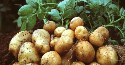 The anti-inflammatory genes can be used to diagnose stroke in the potato ...