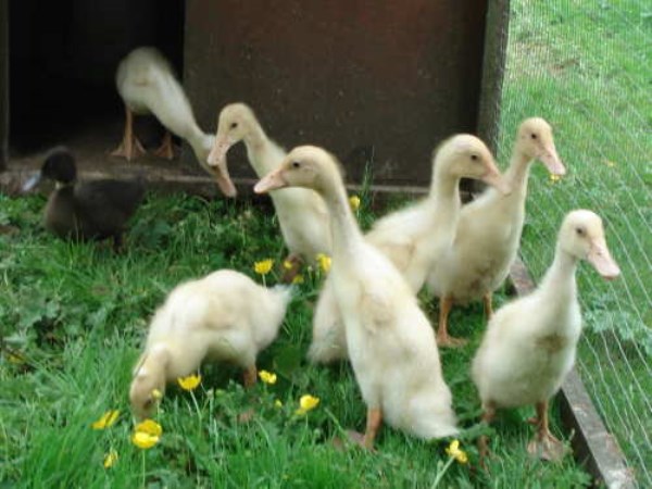 Read this to see how people who want to grow ducks can maintain them.