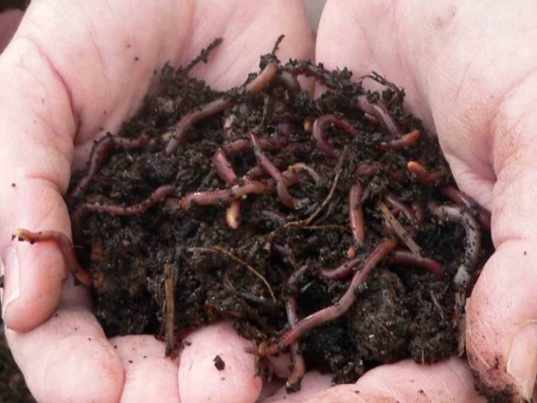 Here is a list of the benefits of using vermicompost ...