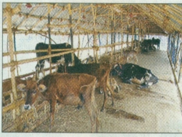 How to care for the cow shed Help you to know ...