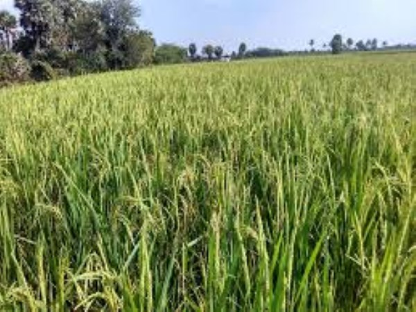 Is there so much benefit of green manure for lands?