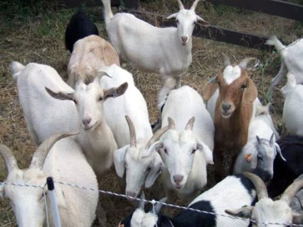 specialities of polk goats