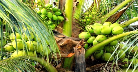 Methods for eradicating pests that affect the yield of coconut ...