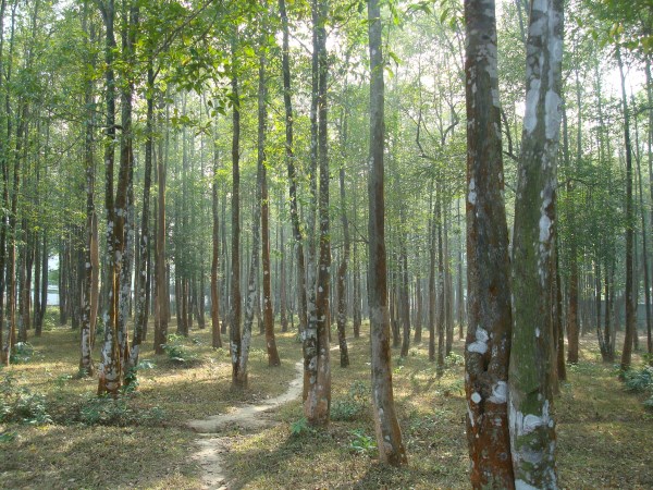 How to protect trees from summer heat