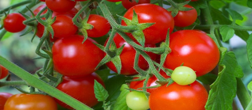 indian tomato-us-pest-ways-to-control