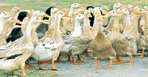 do you-want-to-grow-ducks-and-earn-a-profit-then-use-th