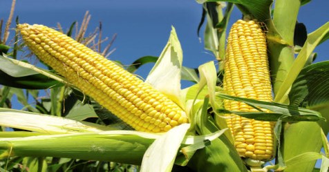 How to feed seed in corns