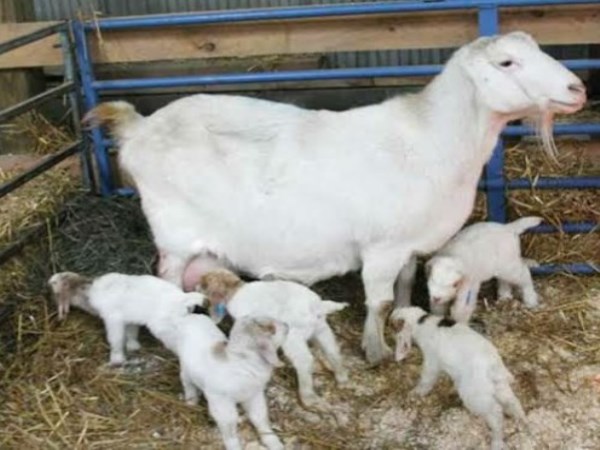 management process of born goats