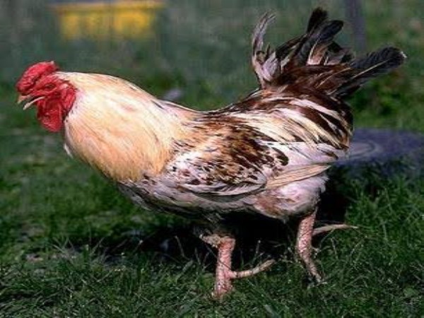 mixed breed chickens In India