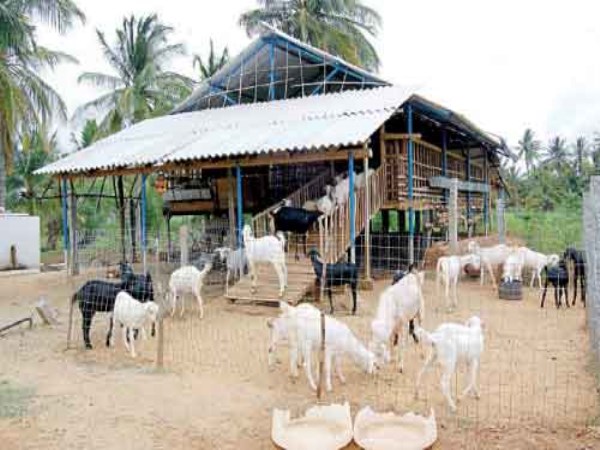 How can shed the shelter for the sheep? Know how to read this