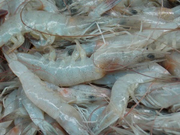 Freshwater prawns in rice field