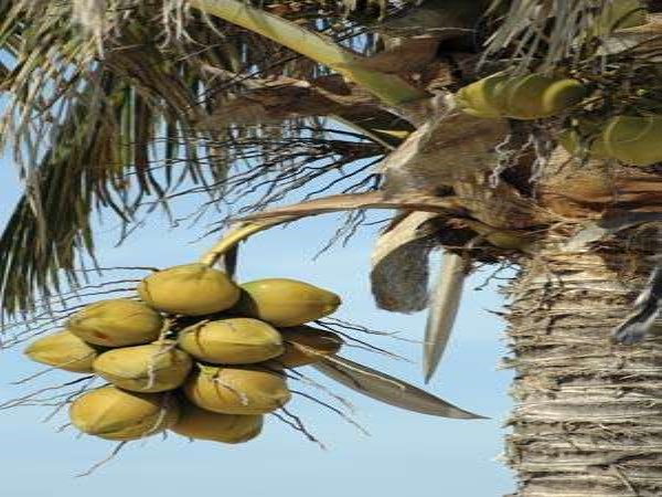 This can also be prepared for the coconut fertilizer.