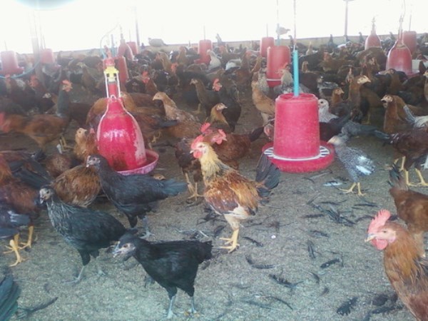 You need to know about the disease that is spreading to chickens ...