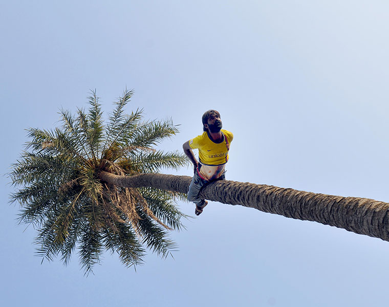 Man Climbs Tree Backwards