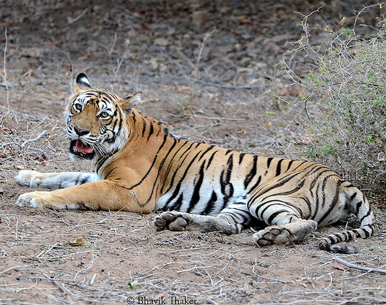 Indian tigress from Ranthambore Machli dies