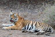 Maharastra's T1, Tigress Avni branded as 'maneater', shot dead by controversial marksman Nawad Shafath Ali Khan's son