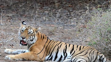 Tigress Avnis death pits sharp shooter against Maneka Gandhi, while vet Prayag says he will drag him to court