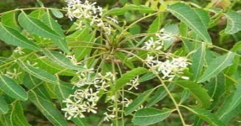 Wonderful Medicare Benefits of Neem flower